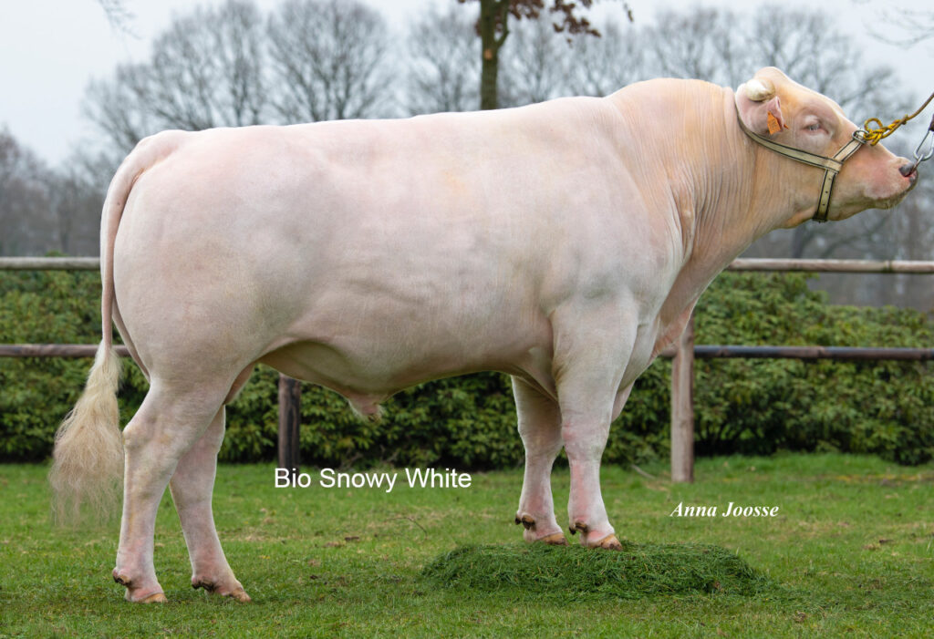 Bio Snowy White